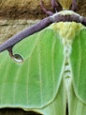luna moth wing closeup