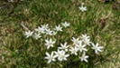 rain lilies in lawn