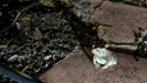 toad at night