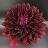 hollyhill black beauty flower