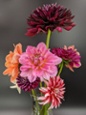 dahlia assortment