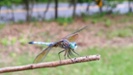 dragonfly on stick