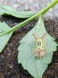saddleback caterpillar on leaf