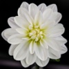 bridezilla flower
