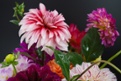 dahlias in vase close