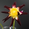 tahoma moonshot flower