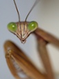 mantis head