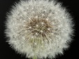 dandelion seed ball