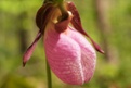 pink ladys slipper flower