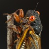 cicada close