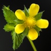 wild strawberry flower