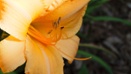 daylily flower filaments