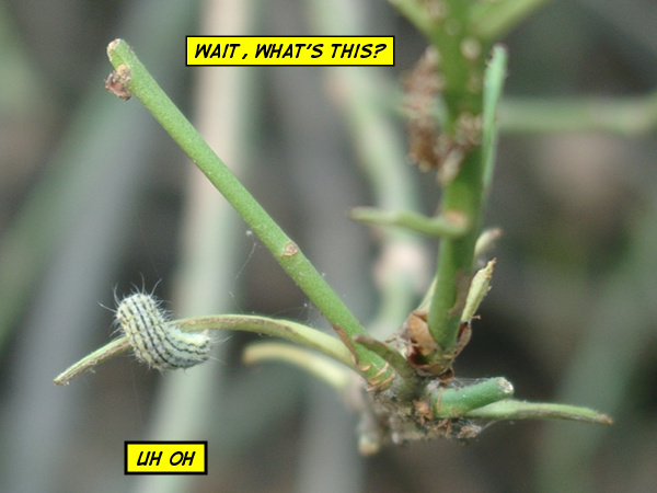 caterpillar-on-branch